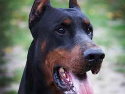 Doberman &scaron;tenci na prodaju