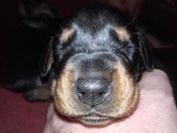 Doberman &scaron;tenci na prodaju