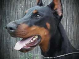 Doberman &scaron;tenci na prodaju