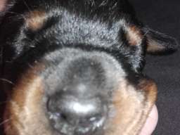 Doberman &scaron;tenci na prodaju