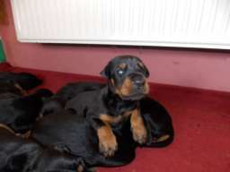 Doberman &scaron;tenci na prodaju