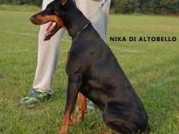 Doberman &scaron;tenci na prodaju