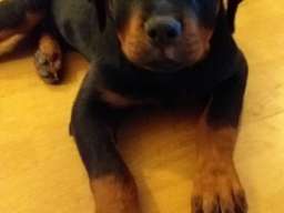 Rotvajler &scaron;tene