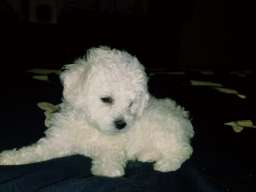 Kovrdžavi bi&scaron;on &scaron;tenci