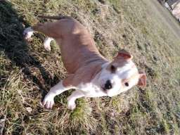 Američki stafordski terijer &scaron;tenci