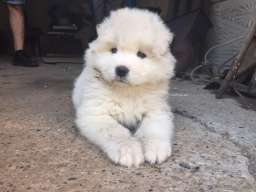 Sibirski samojed &scaron;tenci