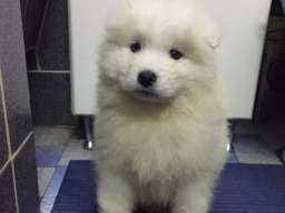 Sibirski samojed &scaron;tenci