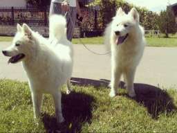 Sibirski samojed &scaron;tenci