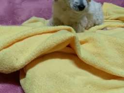 Toy pudla &scaron;tenci 