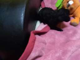 Toy pudla &scaron;tenci 