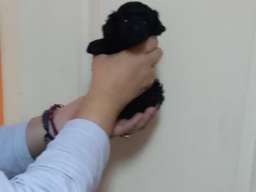 Toy pudla &scaron;tenci 