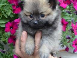 Nemački mali &scaron;pic &scaron;tenci