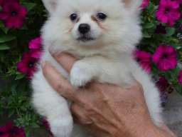 Nemački mali &scaron;pic &scaron;tenci