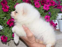 Nemački mali &scaron;pic &scaron;tenci