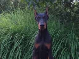Doberman &scaron;tenci