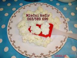 Kefirna zrnca za pravljenje mlečnog kefira 