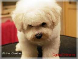 Bichon frise stene na prodaju