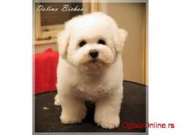Bichon frise stene na prodaju