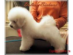 Bichon frise stene na prodaju