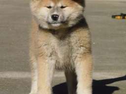 Japanska akita &scaron;tenci