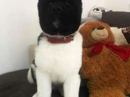 Americka Akita stenci