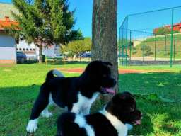 Americka Akita stenci