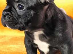 Francuski buldog sa plavim genom