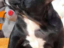 Francuski buldog sa plavim genom