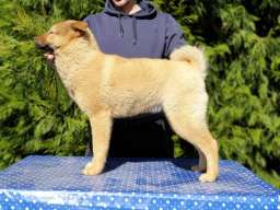 Koreanski jindo pas &scaron;tenci 