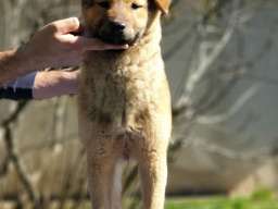 Koreanski jindo pas &scaron;tenci 