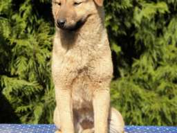 Koreanski jindo pas &scaron;tenci 