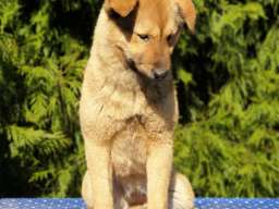 Koreanski jindo pas &scaron;tenci 