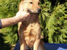 Koreanski jindo pas &scaron;tenci 