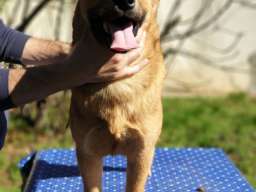 Koreanski jindo pas &scaron;tenci 