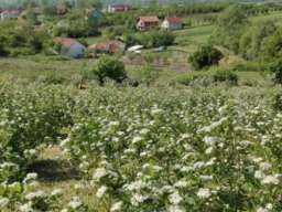 Kuca i zasad aronije