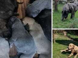 SOP stenci sa papirima