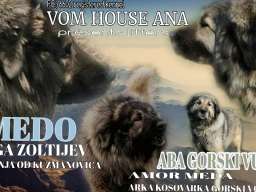 Sarplaninci Vom House Ana FCI/6602