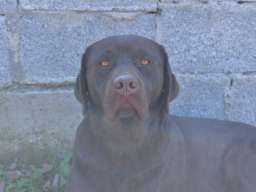 Labrador retriver 