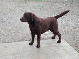 Labrador retriver 