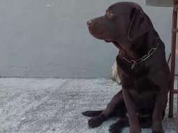 Labrador retriver 