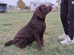 Labrador retriver 
