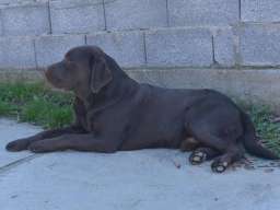 Labrador retriver 