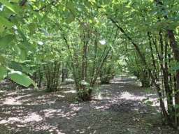 Prodajem zasad lesnika