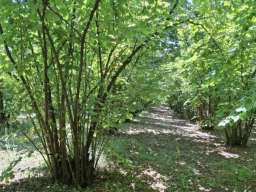 Prodajem zasad lesnika