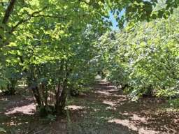 Prodajem zasad lesnika