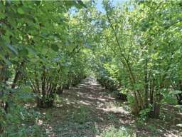 Prodajem zasad lesnika