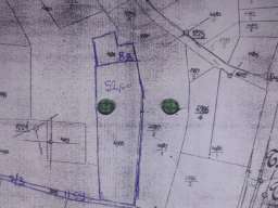 Prodajem zasad lesnika