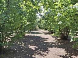 Prodajem zasad lesnika