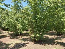 Prodajem zasad lesnika