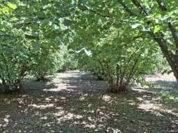 Prodajem zasad lesnika